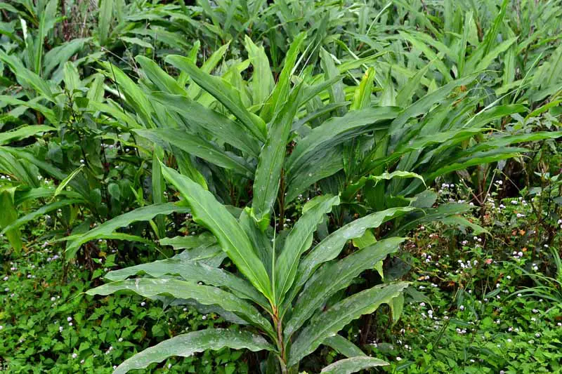 Un grupo de plantas de cardamomo (Elettaria cardamomum) que crecen en un jardín.