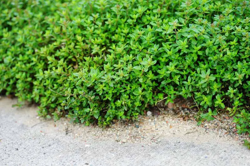 Una imagen horizontal de primer plano del tomillo rastrero (Thymus praecox) que crece como una cubierta de suelo junto a un camino de hormigón.