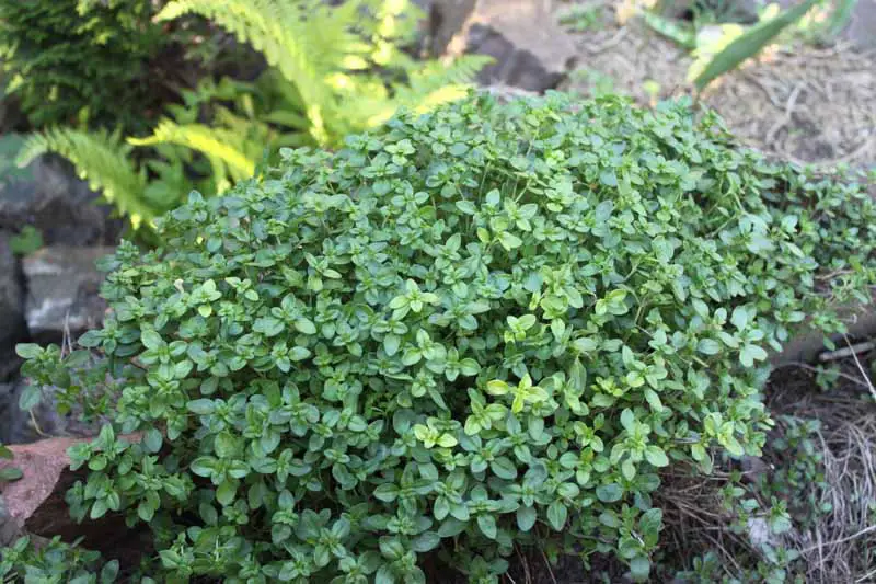 Una imagen horizontal de cerca de una pequeña planta de tomillo rastrero que crece sobre rocas en un lugar sombreado en el jardín con helechos en un enfoque suave en el fondo.