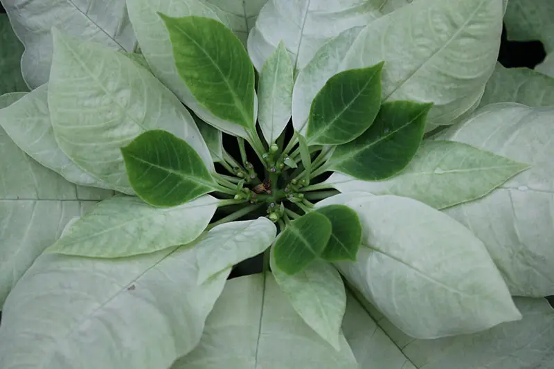 Una imagen horizontal de primer plano de las brácteas variegadas verdes y blancas de Euphorbia pulcherrima 'Green Envy' representada en un fondo de enfoque suave.