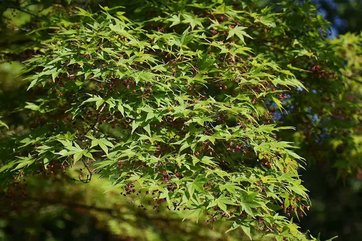 Una imagen horizontal de primer plano de un árbol Acer palmatum que crece en el jardín fotografiado bajo el sol brillante.