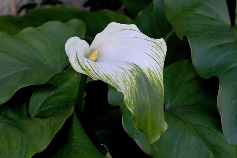 Una imagen horizontal de primer plano de la flor verde y blanca de Zantedeschia 'Diosa verde' rodeada de grandes hojas verdes.