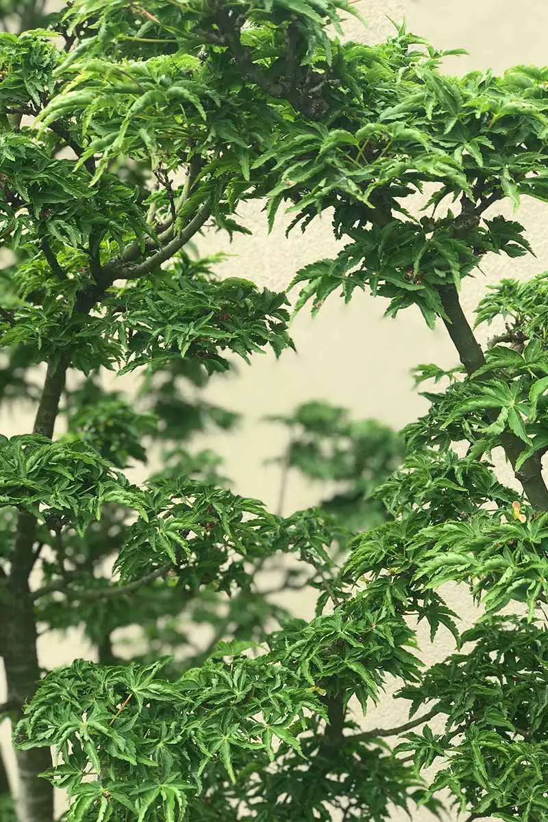 Una imagen vertical de primer plano del follaje de un grupo crispum Acer palmatum que crece en un contenedor.