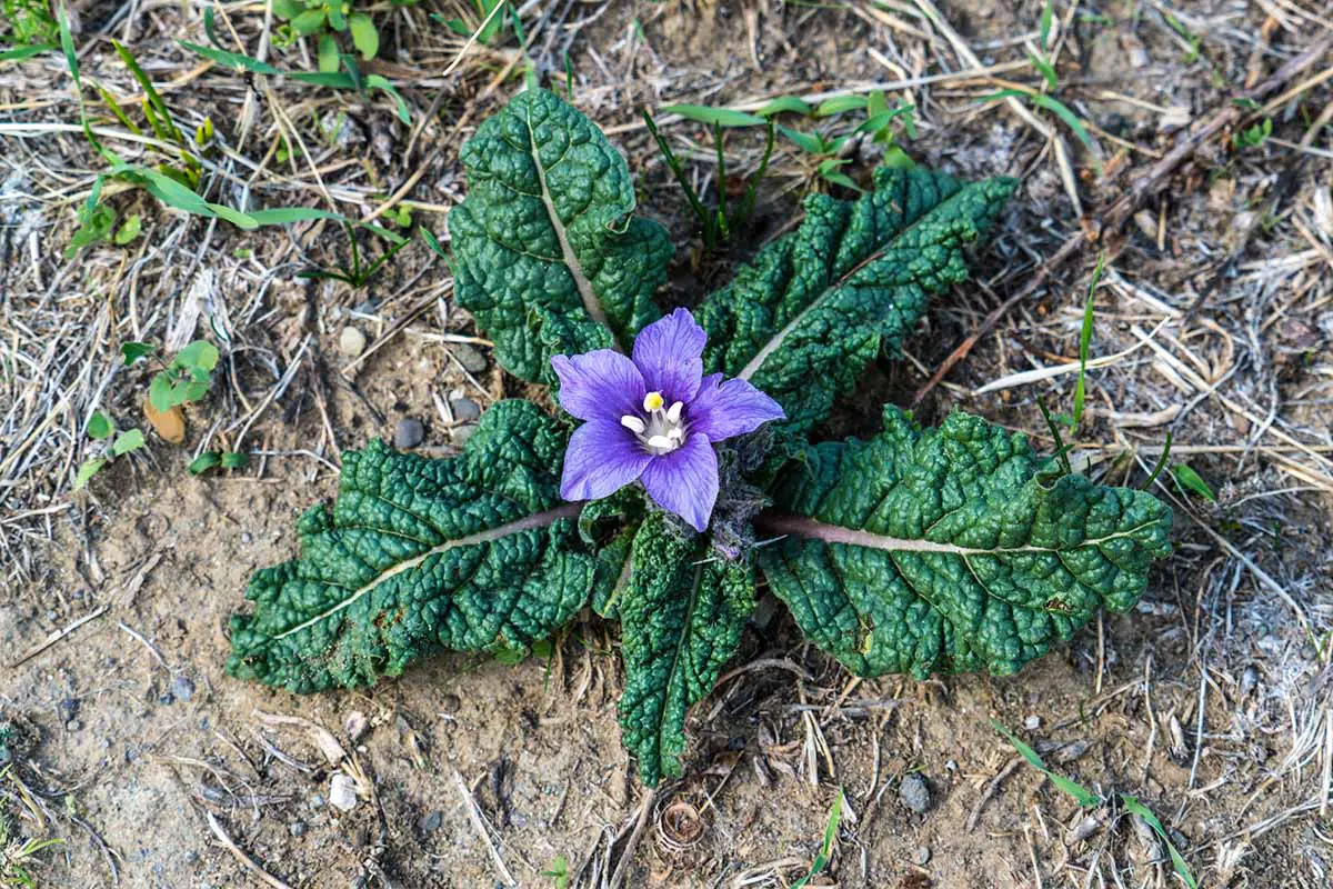 Una imagen horizontal de cerca de una sola flor morada de Mandragora autumnalis (mandrágora) que crece en el jardín.