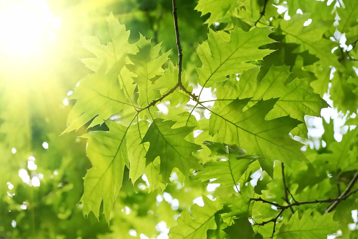 Una imagen horizontal de primer plano del crecimiento verde de la primavera en un árbol de arce fotografiado con luz solar filtrada.