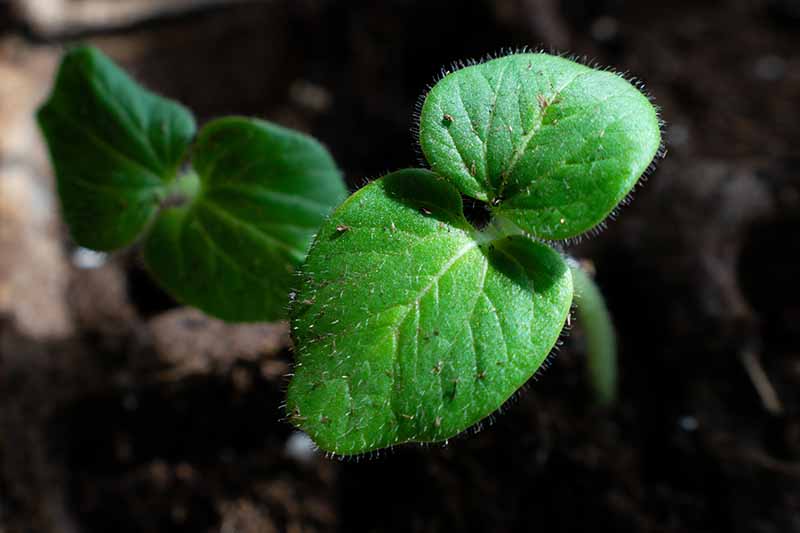 Un primer plano de una pequeña plántula verde en una maceta, con hojas de color verde brillante que contrastan con la tierra oscura en el fondo.