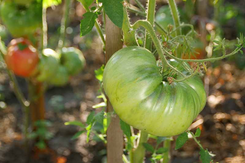 Un primer plano de un tomate verde en la vid que crece en el jardín sobre un fondo de enfoque suave.