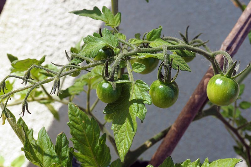 Un primer plano de una pequeña planta de tomate de cereza verde estacada, representada en un fondo de enfoque suave.