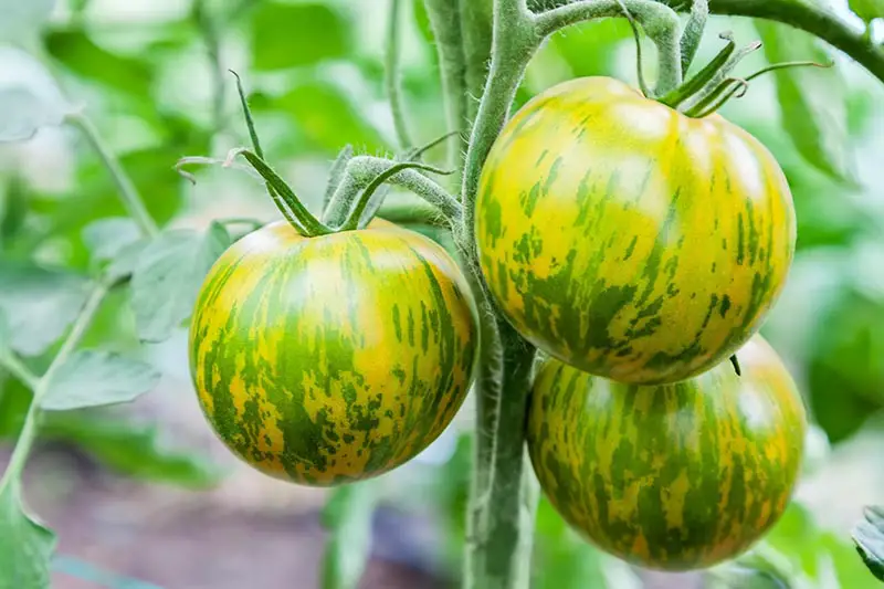 Un primer plano de los tomates 'Green Zebra', con piel de rayas verdes y amarillas, que crecen en el jardín, representados en un fondo de enfoque suave.