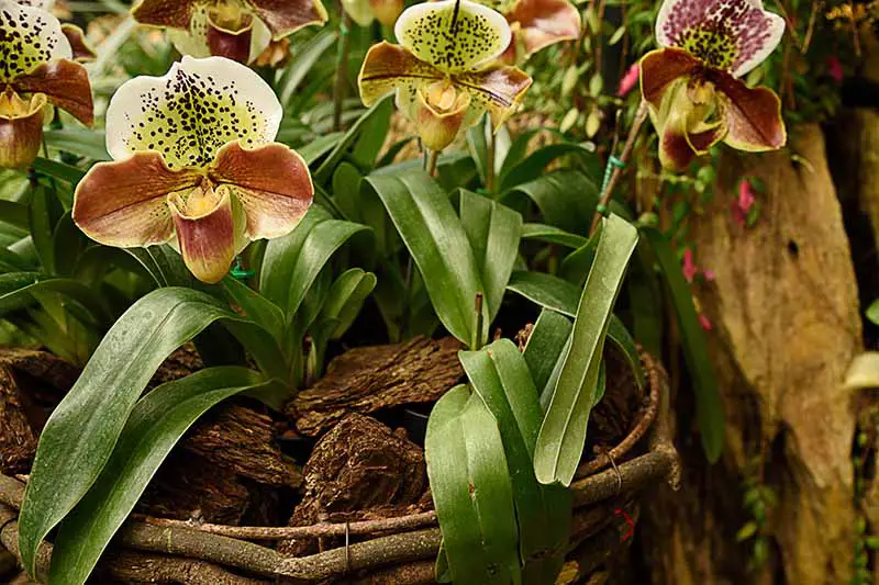 Una imagen horizontal de primer plano de las flores de orquídeas Paphiopedilum que crecen en una maceta al aire libre.
