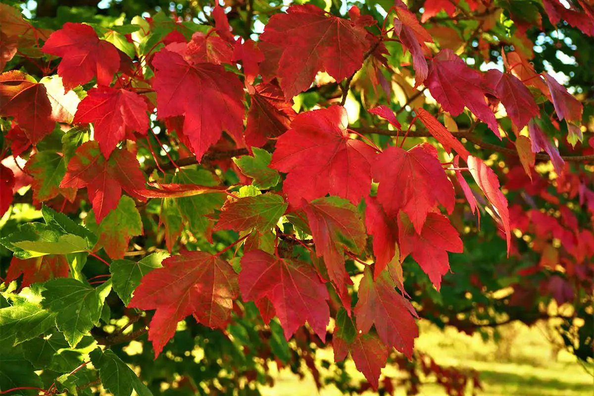 Una imagen horizontal de primer plano del follaje rojo y verde de Acer rubrum 'October Glory' que crece en el jardín.