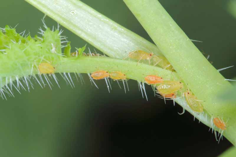 Un pequeño grupo de pulgones verdes del melocotón (Myzus persicae) arrastrándose sobre un tallo.