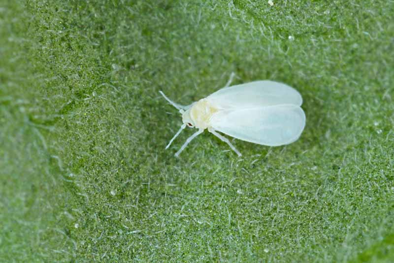 Una imagen horizontal de cerca de una pequeña mosca blanca en la superficie de una hoja.