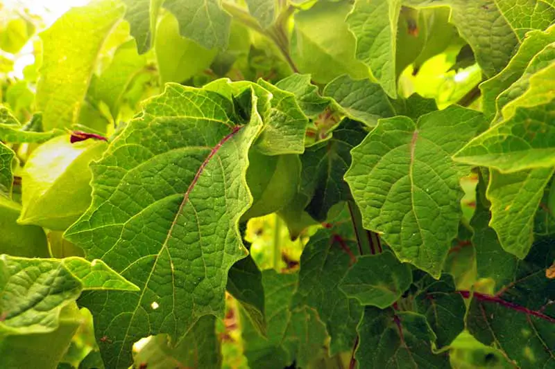 Imagen horizontal de primer plano de las hojas de una planta de Physalis pruinosa.  A la izquierda del marco, una baya inmadura, en una cáscara verde.