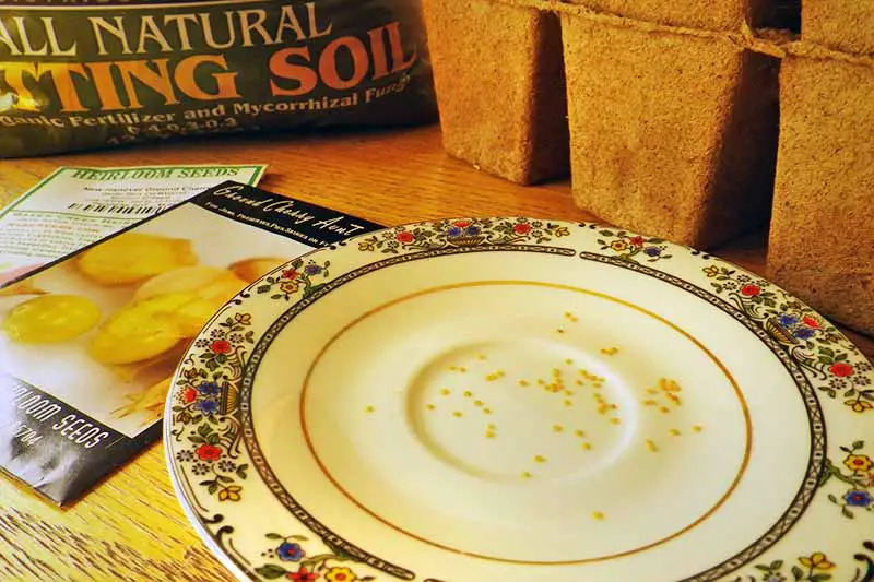 Un plato blanco, con un diseño floral alrededor, sobre una mesa de madera, con muchas semillas de cereza molidas.  A la izquierda del marco hay un paquete de semillas, y detrás hay una bolsa de tierra y algunas macetas de plántulas.