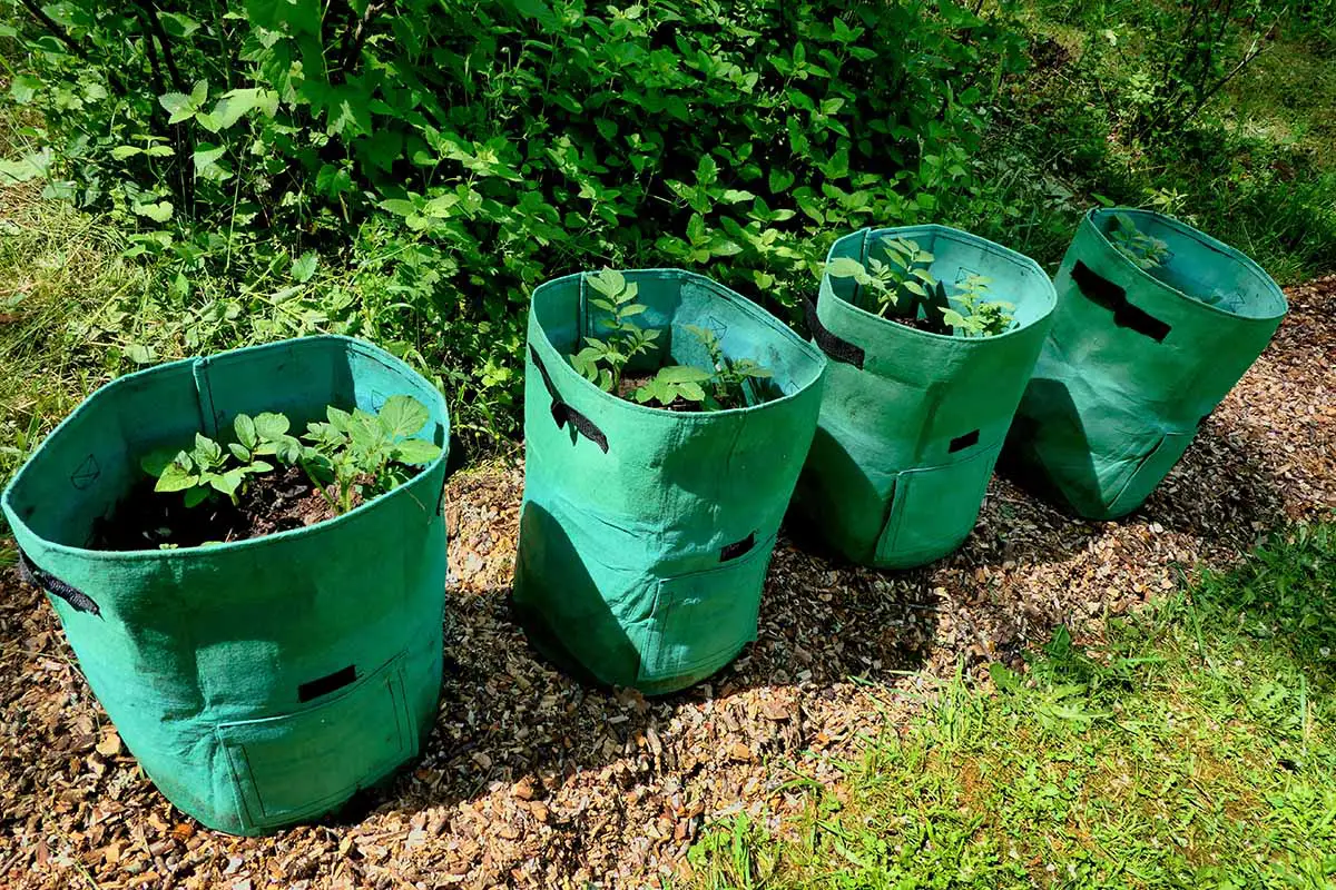 Una imagen horizontal de cuatro grandes bolsas de cultivo verdes colocadas al aire libre sobre una tira de mantillo.