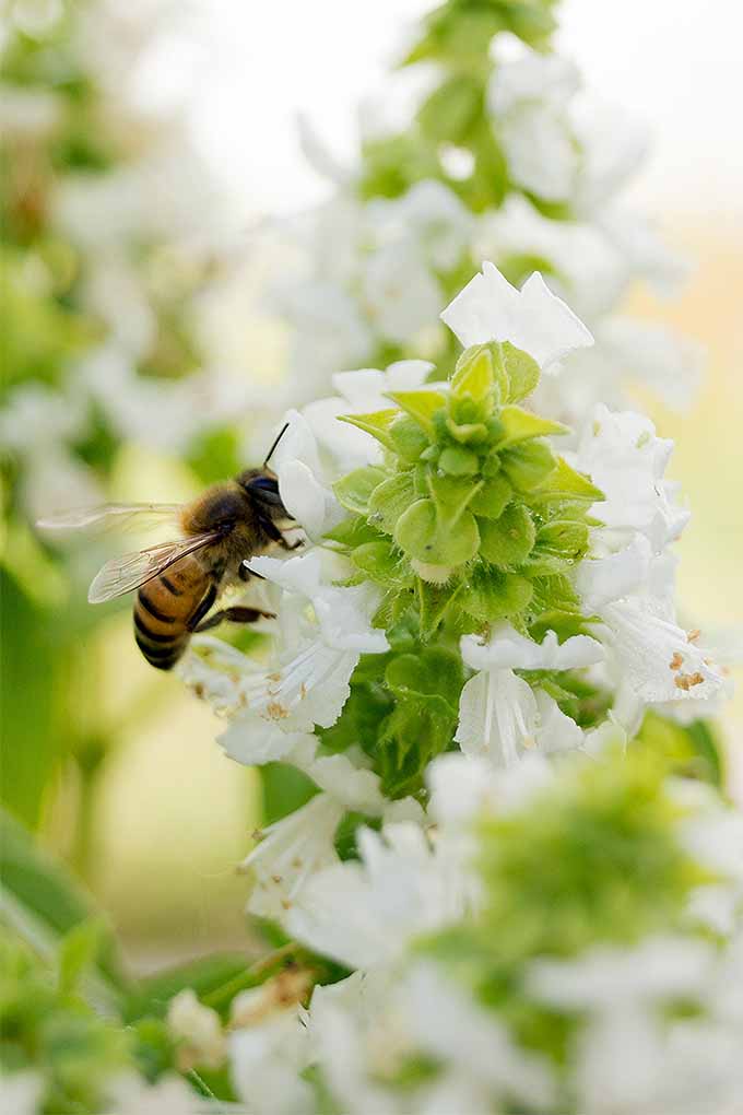 Imagen de primer plano vertical de una abeja polinizando una flor de albahaca blanca.