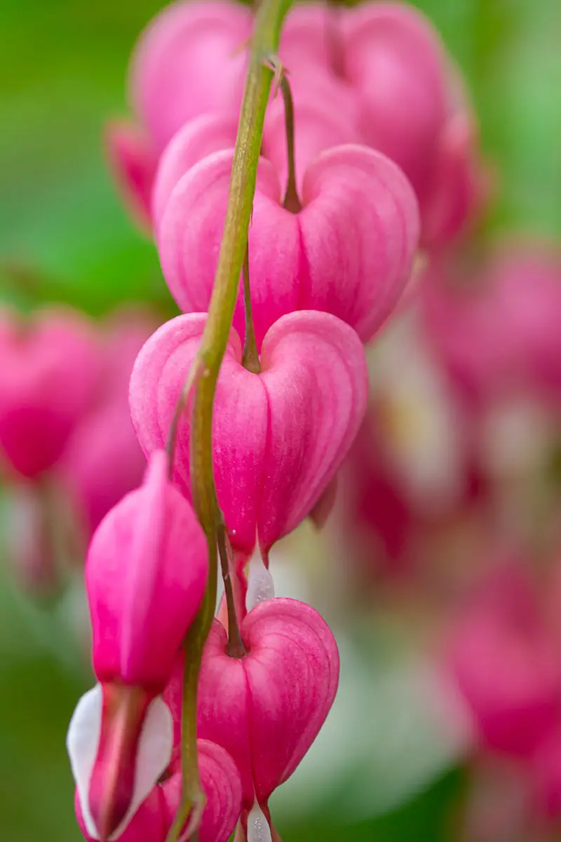 Un primer plano vertical de flores rosas de corazón sangrante sobre un tallo verde sobre un fondo de enfoque suave rosa y verde.