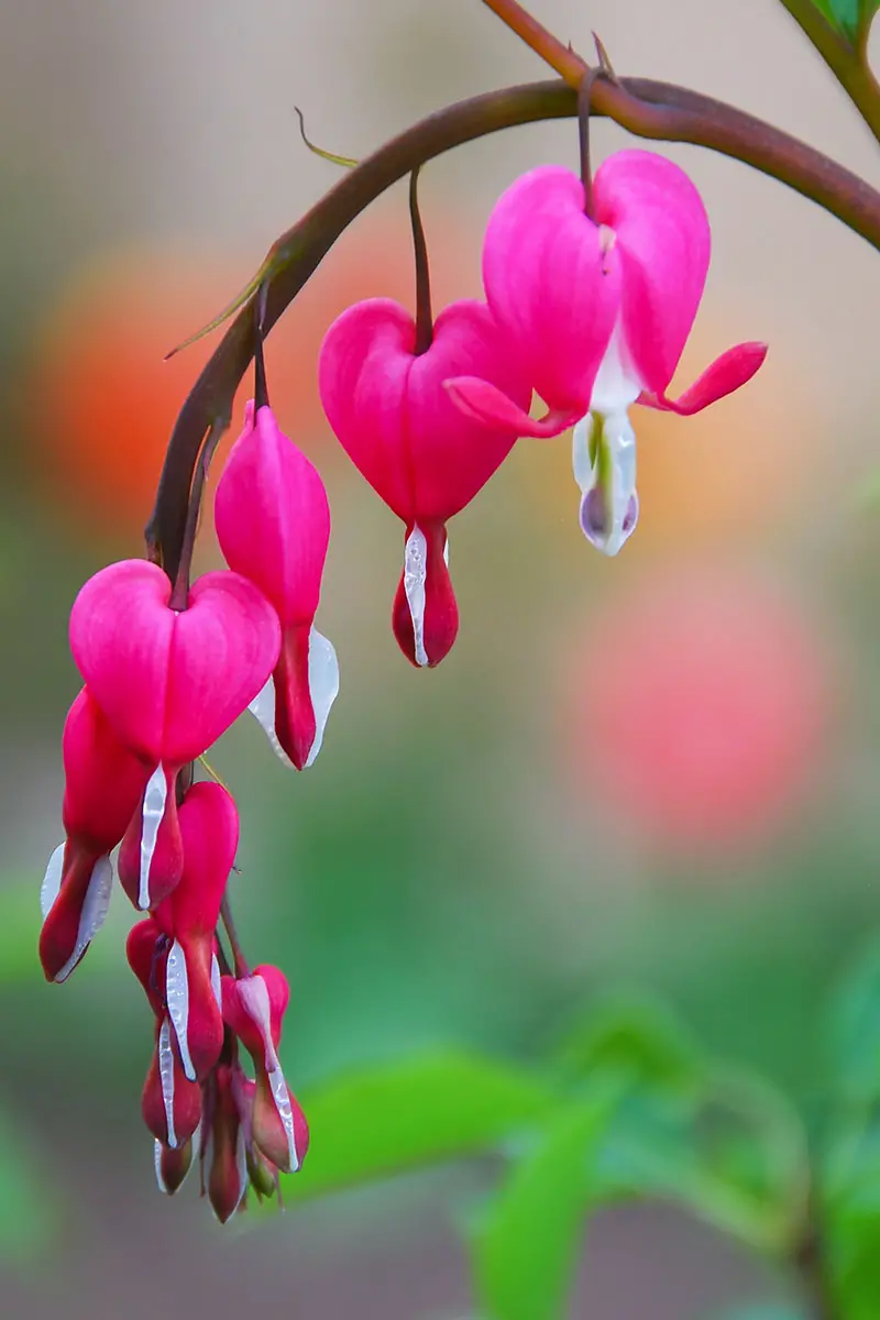Una imagen vertical que muestra corazones rosas sangrantes, las flores colgando de un tallo arqueado con un fondo de enfoque suave.