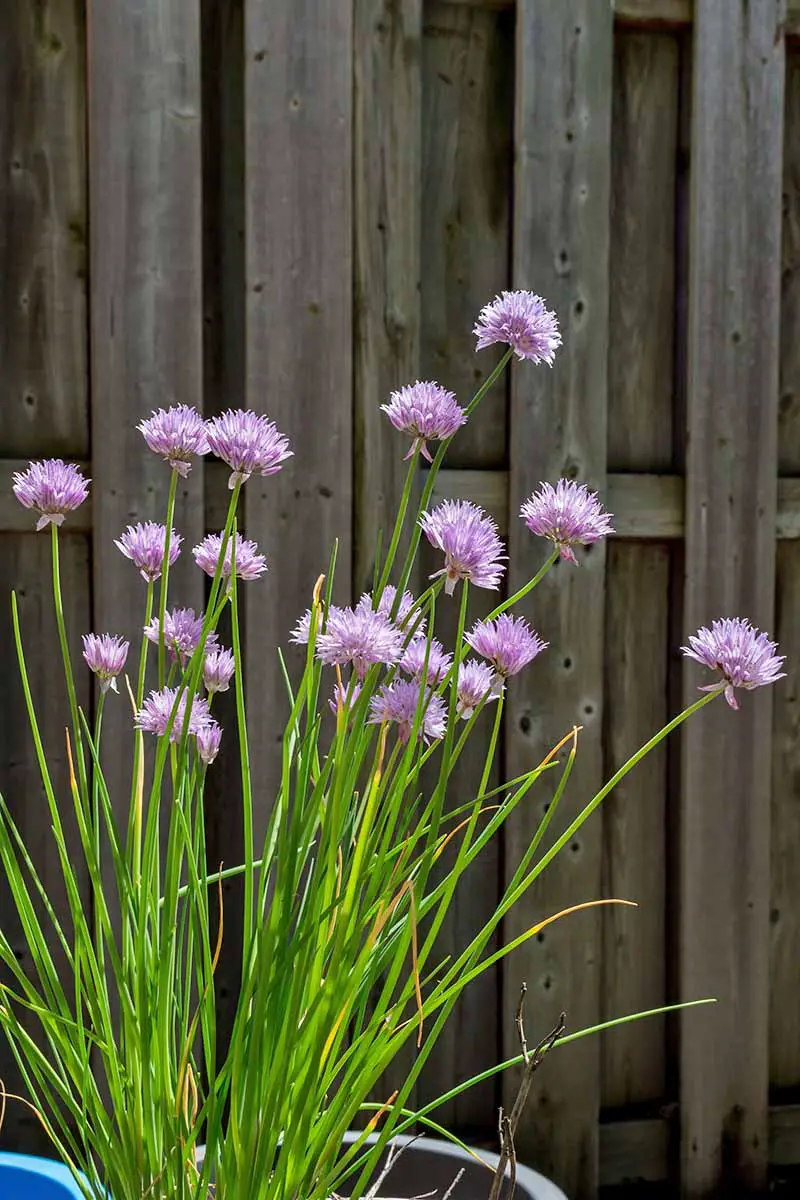 Una imagen vertical de una maceta que contiene una planta Allium schoenoprasum en flor.  Las flores redondeadas de color púrpura brillante contrastan con los tallos verticales de color verde brillante.  La planta está bañada por la luz del sol y se encuentra contra una cerca de madera.