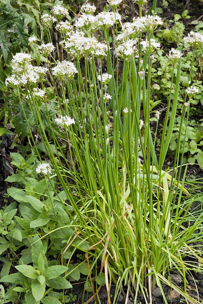 Cebolletas altas y verdes con flores blancas, que crecen en el jardín con menta verde y otras plantas.