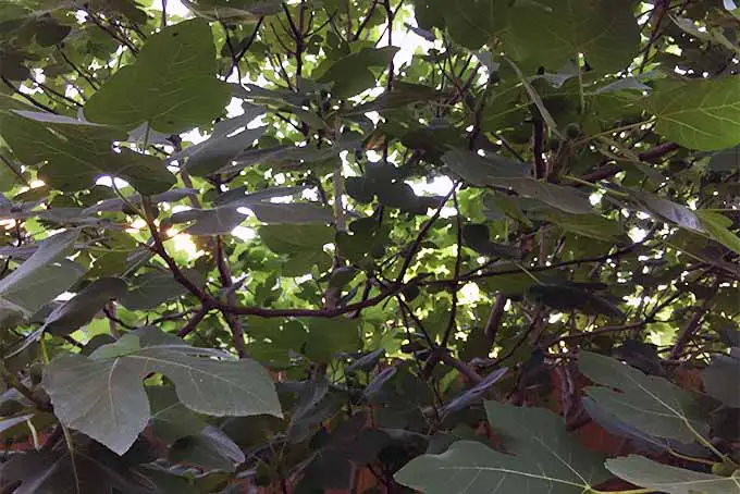 Una imagen horizontal de primer plano del follaje de una higuera.  creciendo en el jardín representado en la luz del sol filtrada.