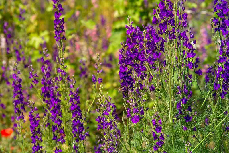 Una imagen horizontal de primer plano de espuela de caballero púrpura y erguida que crece en el jardín de verano, fotografiada a la luz del sol sobre un fondo de enfoque suave.