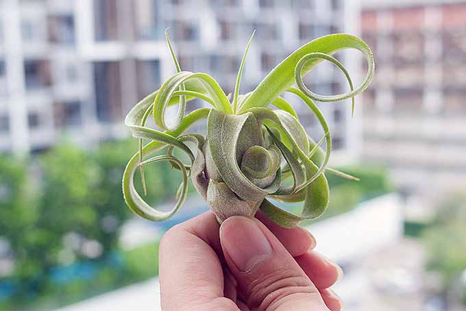 Cultiva plantas de aire de interior para arte de pared viviente |  