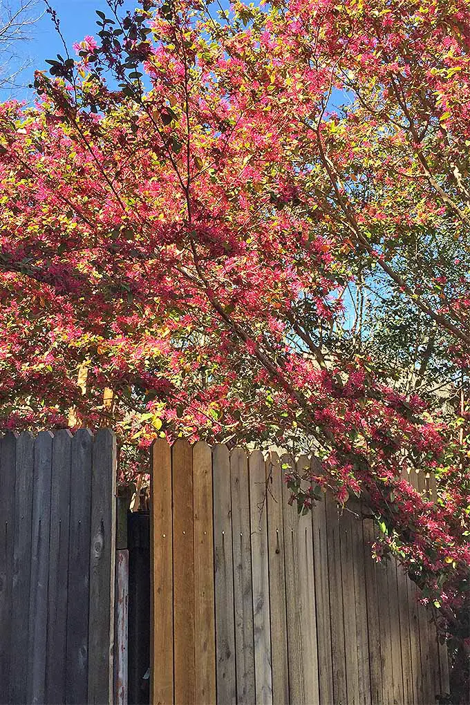 Las ramas de una L. chinense se extienden sobre una alta cerca de madera que separa los patios de los vecinos.  El árbol tiene flores de color rosa brillante con volantes que le dan a las franjas chinas una apariencia única.