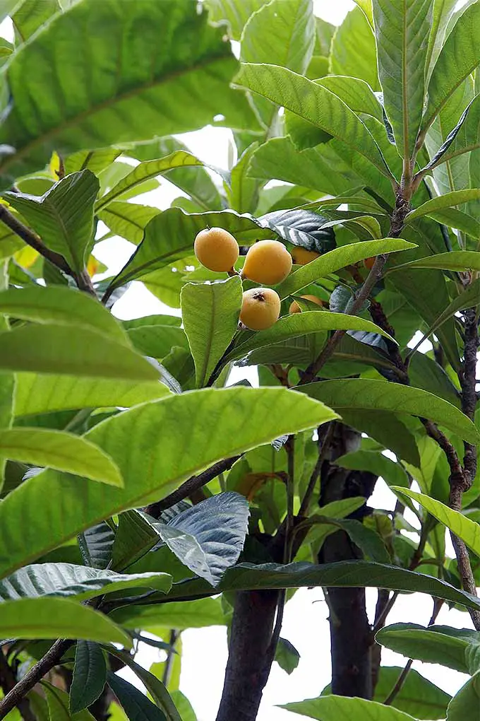 Una imagen vertical de primer plano de un árbol de níspero con pequeños frutos amarillos en desarrollo, rodeado de follaje.