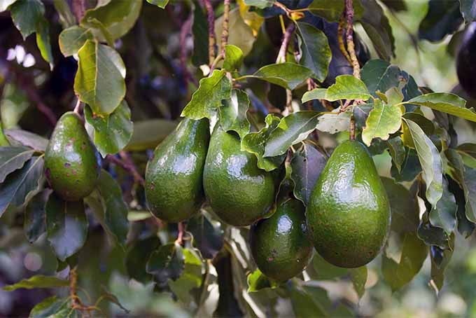 En el entorno adecuado, puede cultivar árboles de aguacate y disfrutar de deliciosas frutas directamente desde su patio trasero |  