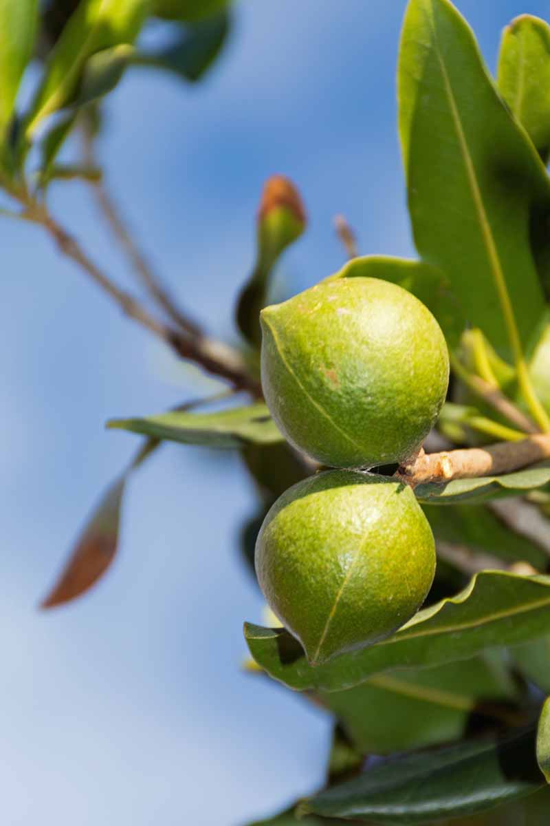 Primer plano de dos nueces de macadamia que crecen en un árbol.