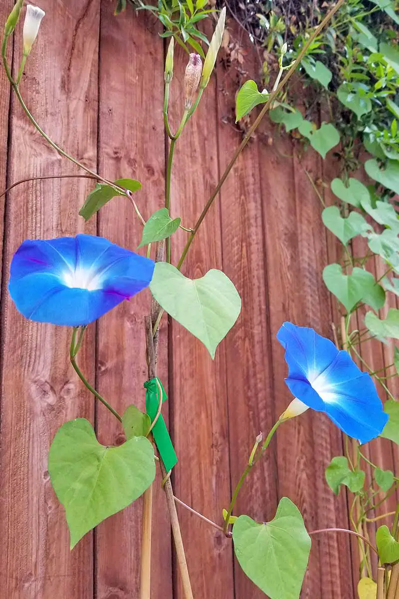 Dos flores azules de la gloria de la mañana crecen en una enredadera y están sostenidas por un enrejado de bambú.  Otras vides están en el fondo y crecen sobre una valla de madera.