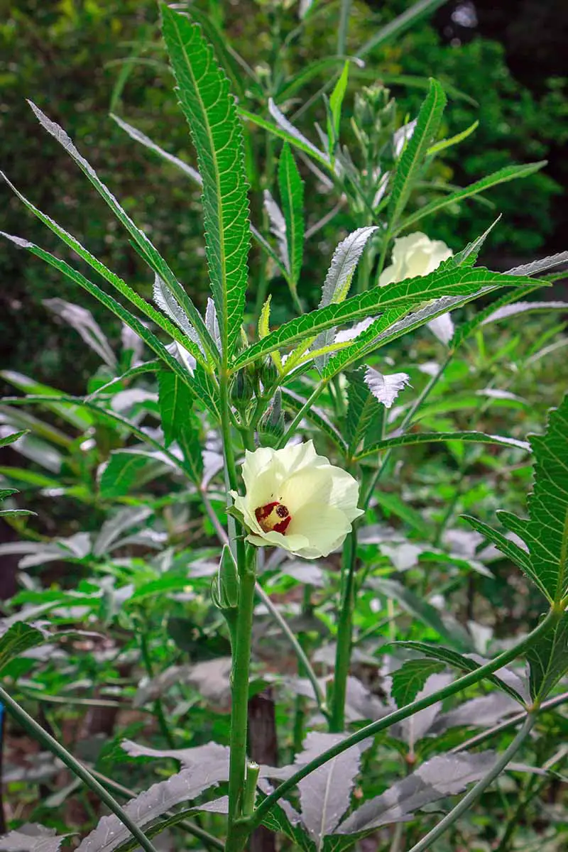 Una flor de okra blanca está centrada en un bastón vertical con hojas angostas y palmeadas.  Muchas plantas de okra están en el fondo.