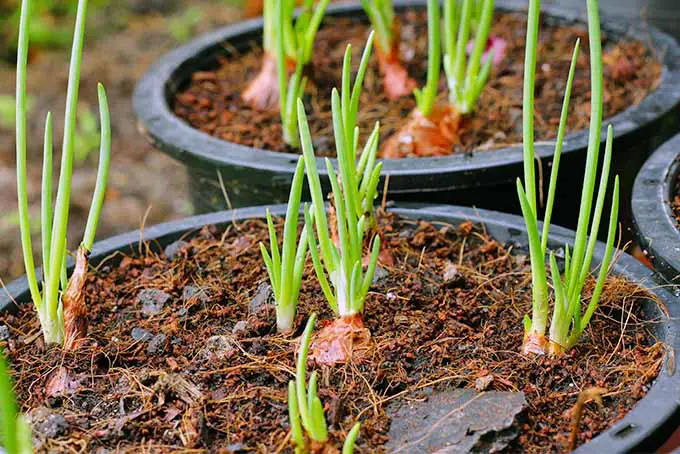 Cultive plántulas de cebolla en su propio patio trasero |  