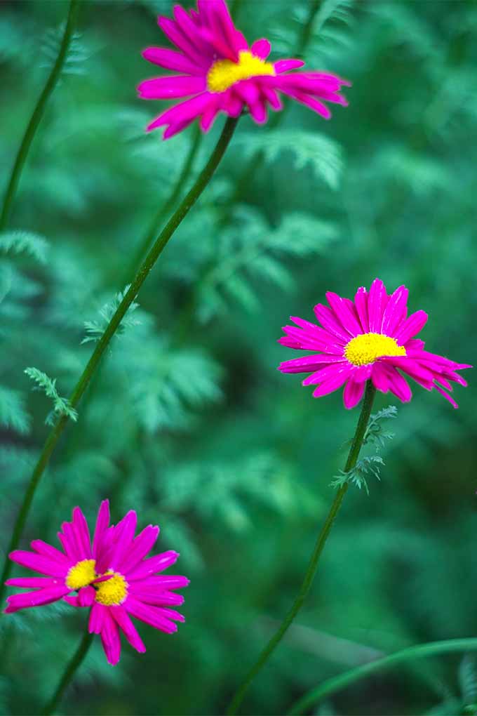 Una imagen vertical de cerca de flores de color rosa brillante que crecen en el jardín en un fondo verde de enfoque suave.