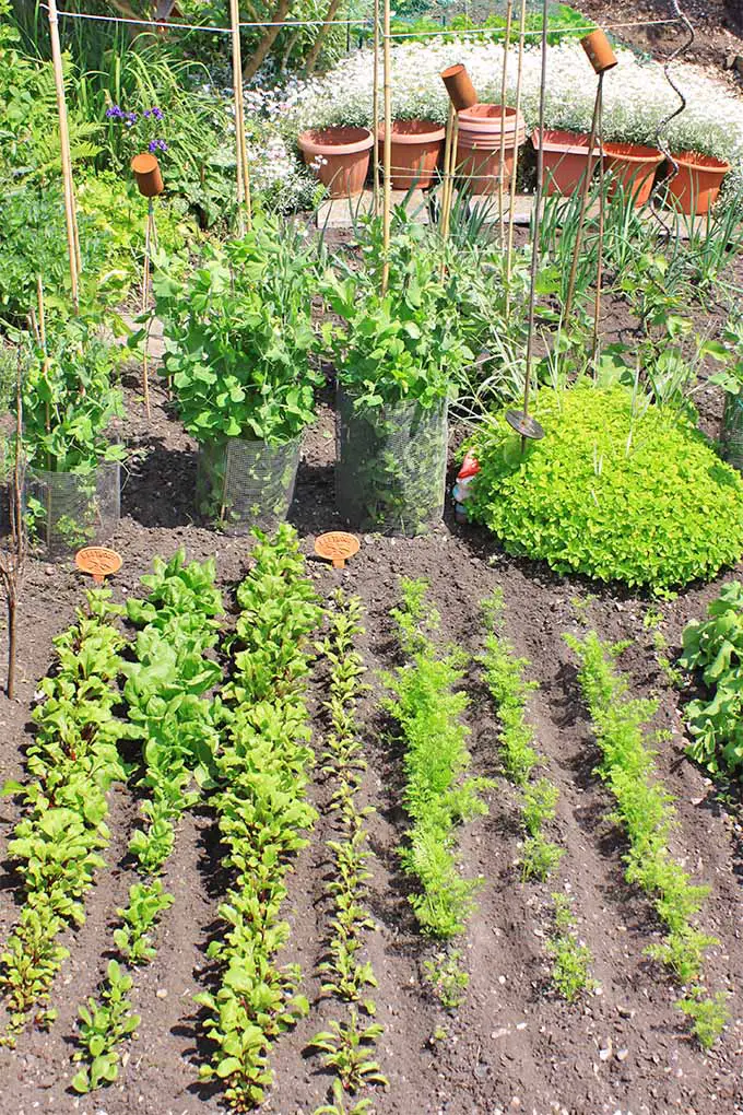 Imagen vertical de hileras de chirivías y otras verduras que crecen en suelo marrón en el jardín, con plantas en macetas en el fondo que crecen en recipientes de plástico negro y terracota naranja.