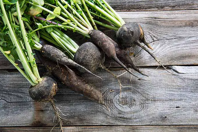 Nuestro experto ofrece consejos y sugerencias sobre cómo cultivar rábanos en su jardín |  