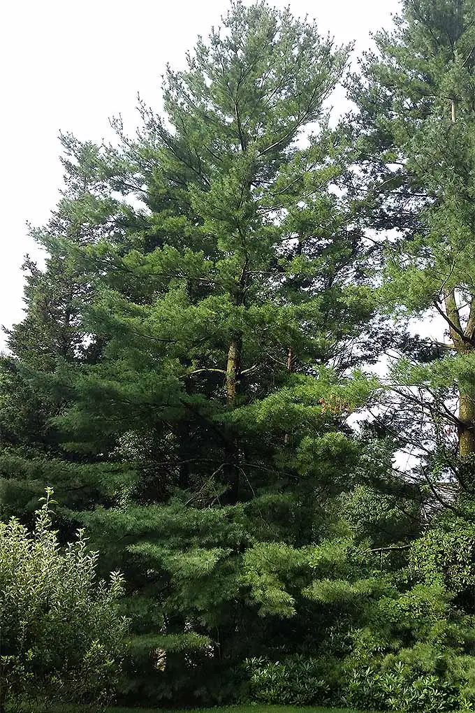 El pino blanco es un excelente árbol de crecimiento rápido para agregar al paisaje.  Vea más de nuestras recomendaciones sobre FdeFlor: 
