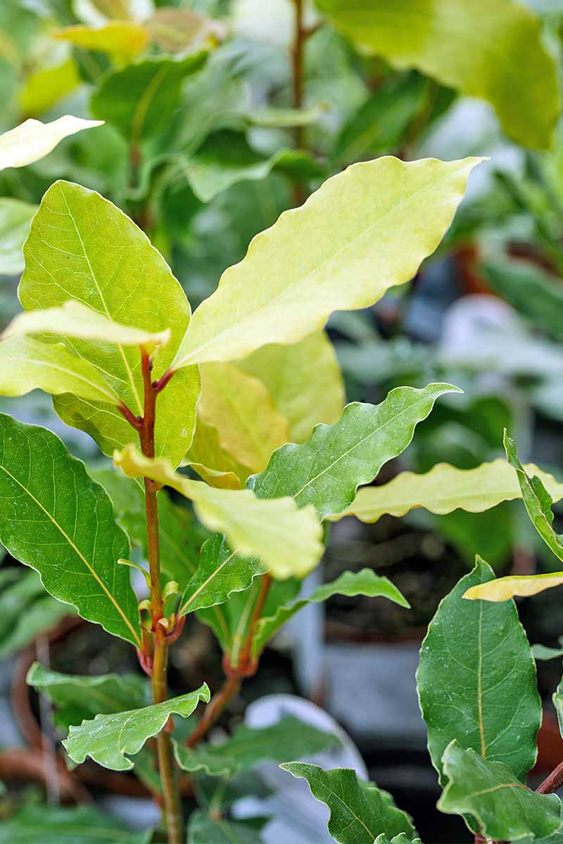 Primer plano de hojas de laurel de color verde amarillo y verde oscuro que crecen en un arbusto leñoso.