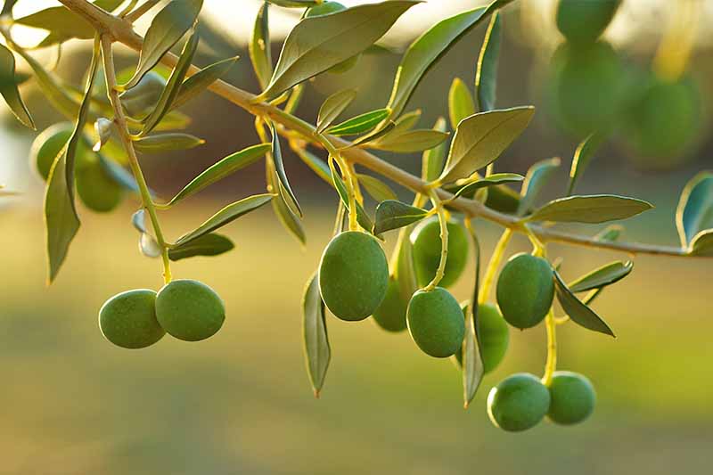 Aceitunas verdes creciendo en una rama con hojas estrechas, con un sol poniente que tiene un tono dorado iluminando la escena.