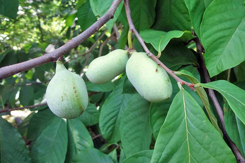 Frutos jóvenes en desarrollo en las ramas de un árbol de papaya que crece en el jardín, fotografiados con luz solar filtrada sobre un fondo de enfoque suave.