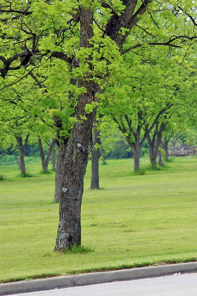 Imagen vertical de un árbol de nuez que crece a lo largo de un camino en primer plano, con más árboles creciendo en hileras en el fondo, plantados en un césped verde.