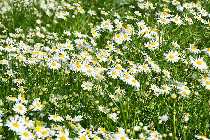 Una imagen horizontal de cerca de las flores de Chamaemelum nobile que crecen en un prado fotografiado bajo el sol brillante.