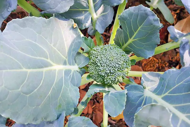 Primer plano de una pequeña cabeza de brócoli con hojas grandes que la rodean.  El suelo triturado visto a través de los huecos en los tallos.
