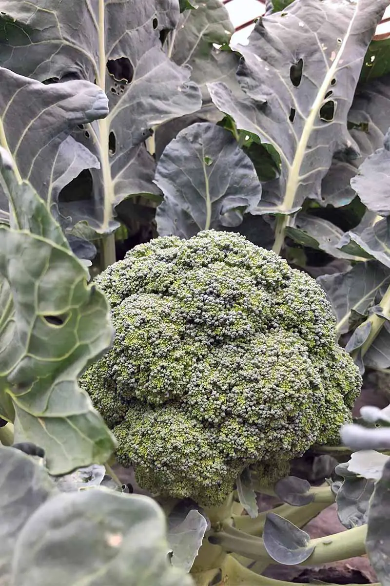 Una imagen vertical de primer plano de una corona de brócoli verde y redonda está creciendo en el centro de una planta con grandes hojas onduladas de color verde grisáceo.