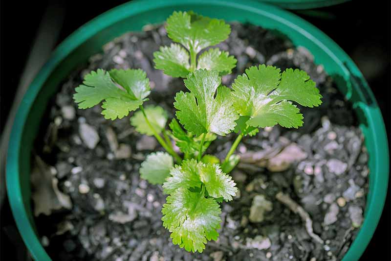 Una diminuta planta de cilantro verde con hojas algo parecidas al perejil italiano, pero más redondas y pequeñas, que crece en una maceta de plástico verde llena de tierra y mantillo de color marrón oscuro.