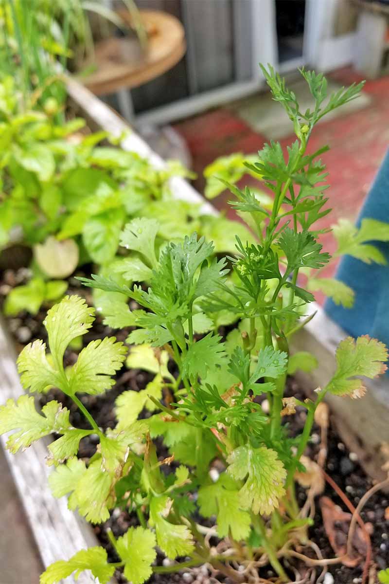 Crecimiento amarillento más viejo con hojas más grandes con un nuevo crecimiento más delgado y verde brillante en una planta de cilantro que crece en una ventana de madera, con un patio en el fondo.