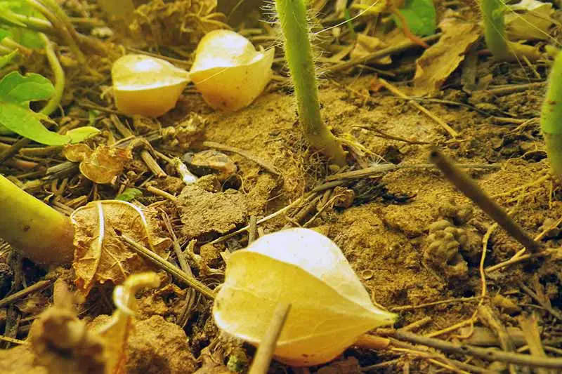 Frutos de P. pruinosa en sus cáscaras de papel de color verde claro que se muestran en la superficie del suelo, debajo de la planta.  Con materia vegetal de fondo.