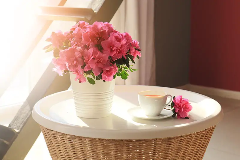 Una imagen horizontal de primer plano de una azalea de floristería en maceta sobre una mesa lateral blanca con una taza de té en la foto bajo el sol filtrado.